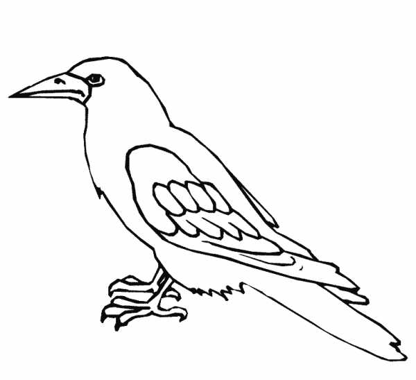 Распечатать раскраски на тему птицы для детей бесплатно
